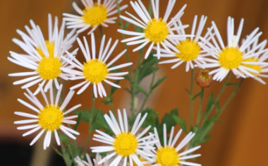 肥後菊