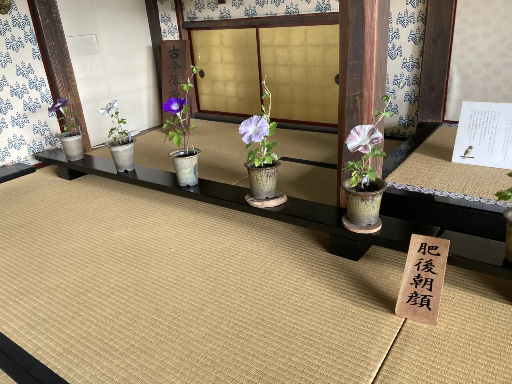 肥後朝顔